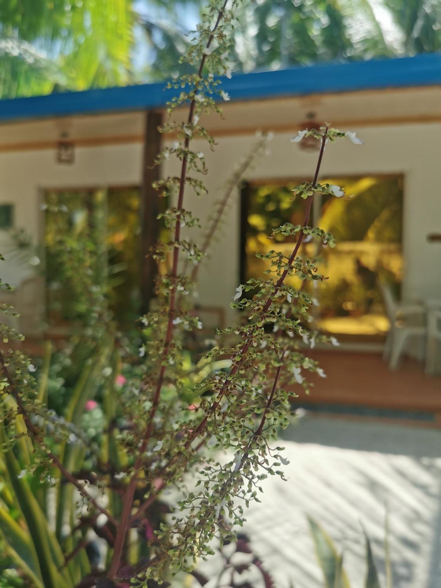 Blue Water Thoddoo Inn Cameră foto